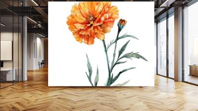 Marigold watercolor illustration isolated on transparent. png file for art work.  Wall mural