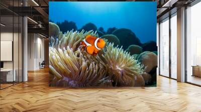 Colorful Clownfish Swimming Among Anemones: A Marine Delight