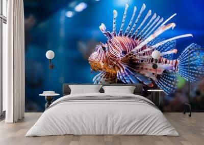 Detailed View of a Lionfish Swimming in an Aquarium