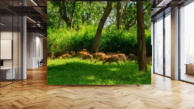 Herd Of Spotted Deer In The Green Wild Forest Wall mural