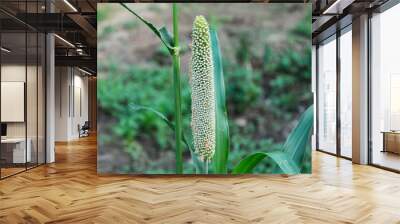 Raw Pearl millet growing on Tree  Wall mural