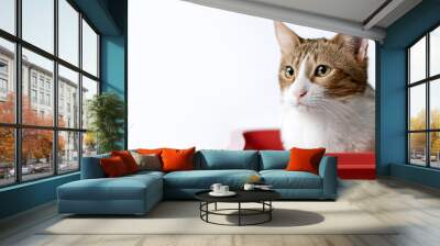 A cat is sitting on a litter box on side position provides copy space for text. background concept isolated white Wall mural