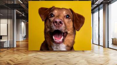 funny behavior of brown dog isolated on light yellow background Wall mural