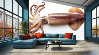 squid isolated on white background Wall mural