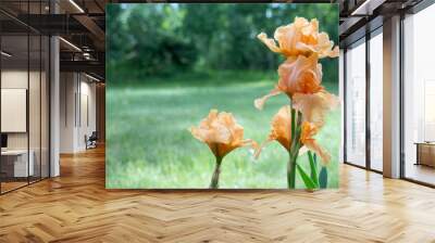 Bunch of orange irises blooming in the green summer garden. Wall mural