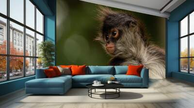 Funny cute Yukatan spider monkey in jungles, profile look. Wall mural