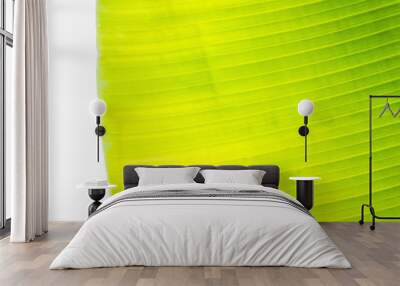 background texture of green banana leaf for your design Wall mural