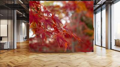 red autumn leaves Wall mural