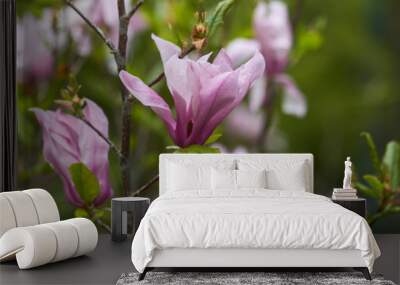 Close-up of magnolia flower in the park after the rain, selective focus Wall mural