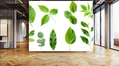 Green leaf branches collection isolated on white background. Generative AI. Wall mural