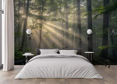 Sunbeams piercing through misty forest Ethereal light rays filtering through trees Foggy woodland scene Atmospheric nature landscape Dreamy forest ambiance Wall mural