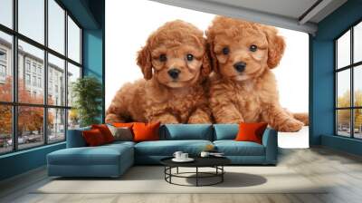 Two adorable Toy Poodle puppies posing on a white background. The scene captures the playful and sweet nature of the puppies, highlighting their curly fur and expressive eyes, perfect for a baby anima Wall mural