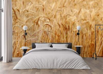 Golden wheat fields. The fully ripe wheat is ready to be harvested. Oats, rye, barley. wheat farming. Wall mural