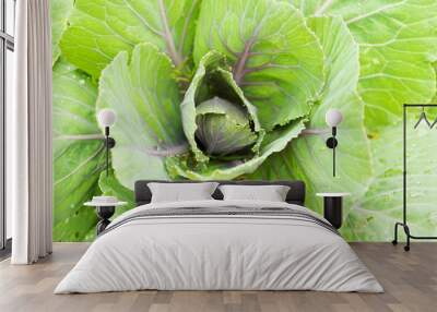 fresh cabbage in the vegetable garden Wall mural