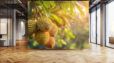 Many durian fruits stuck on the branches of the durian tree, ready for harvest, surrounded by a blurry green natural garden background Wall mural