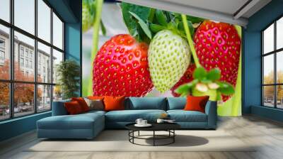 fresh strawberry Wall mural