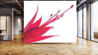 red flower Wall mural