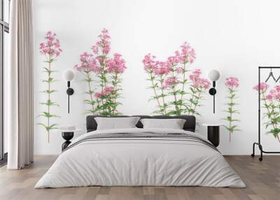 collection of Eupatorium purpureum plants beautiful isolated on white background Wall mural