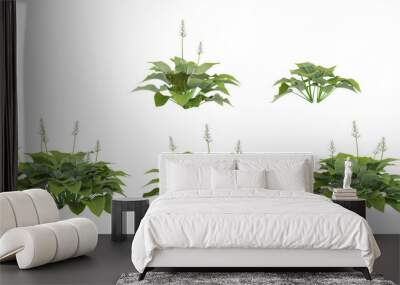 Hosta Trees isolated on white background, tropical trees isolated used for architecture Wall mural