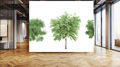 Jungle Ash tree & Willow trees shapes cutout 3d render set Wall mural