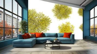 set of Dorniger ginster plant on transparent background, 3D rendering from top view Wall mural