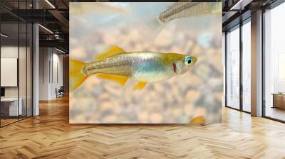 Japanese gold fin and tailed shinny glacier colored aquarium Killifish “Medaka” ricefish, closeup macro photography. Wall mural