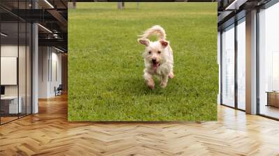 Terrier dog mix Wall mural