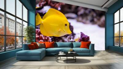 Yellow tang fish, Zebrasoma flavenscens, is a saltwater aquarium fish that is found in the Pacific and Indian Oceans in the wild Wall mural