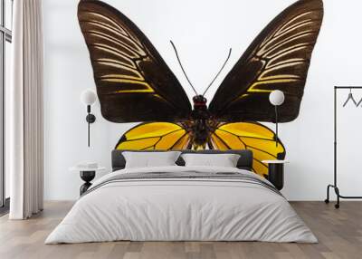 Butterfly Troides Magellanus Wall mural