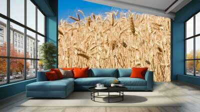 Wheat field Wall mural