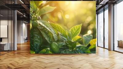 A vibrant green plant bathed in the warm glow of the setting sun. The leaves shimmer with morning dew, and the sunlight creates a soft, golden haze. Wall mural