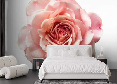 Pink rose flower isolated on transparent background cutout PNG Wall mural