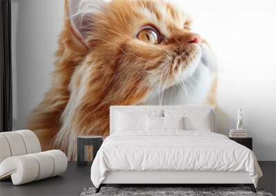 Yellow persian cat looking up isolated on transparent background cutout PNG Wall mural