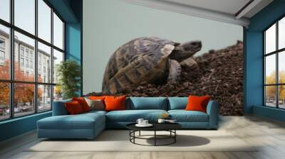 Big turtle in the city. Ankara, Turkey. Wall mural