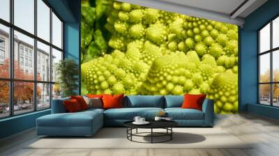 Blumenkohl Romanesco mit schönen Spiralen in Fibonacci Style mit Wassertropfen in grün und Nah aufgenommen Wall mural