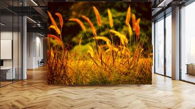 A field of tall grass with a warm, golden hue. The grass is dry and brown, and the sun is shining brightly on it. The scene is peaceful and serene, with the grass swaying gently in the breeze Wall mural