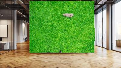 A small brown object is sitting on a green field. The field is lush and green, with no visible signs of damage or wear. The object appears to be a leaf or a twig Wall mural