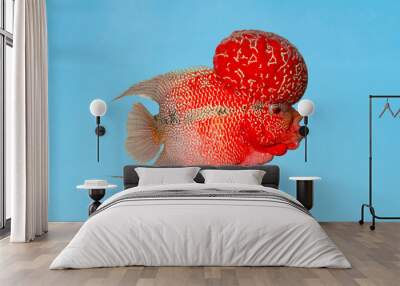 Red pearl cichlid flowerhorn cross breed fish on blue background Wall mural