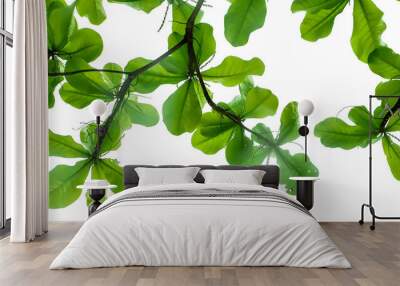 Green Leaves Isolated Wall mural