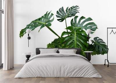 monstera jungle leave plant isolated include clipping path on white background Wall mural