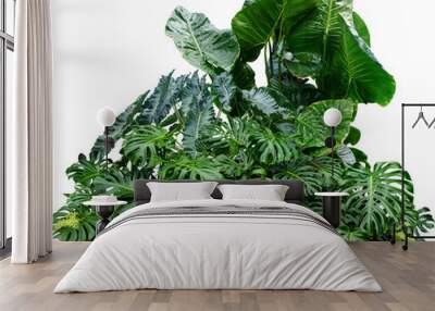 Monstera Jungle Plant Isolated Wall mural