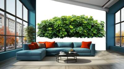 plant bush tree isolated with clipping path Wall mural