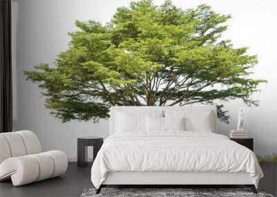 terminalia ivorensis tree isolated Wall mural