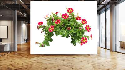 tropical flowers plant bush tree isolated include clipping path on white background Wall mural