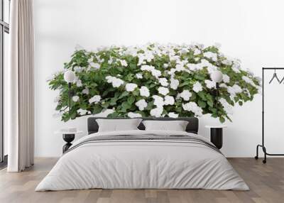 white flower bush tree isolated whited background Wall mural