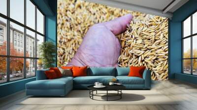 wheat in hands Wall mural