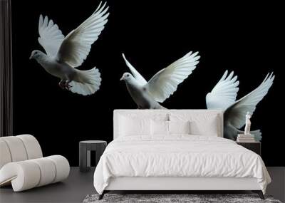 Three White doves flying on black background and Clipping path .freedom concept and international day of peace Wall mural