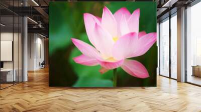 close up of beautiful lotus flower Wall mural