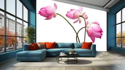 lotus flower isolated on white background. Wall mural