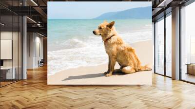 dog at the beach Wall mural